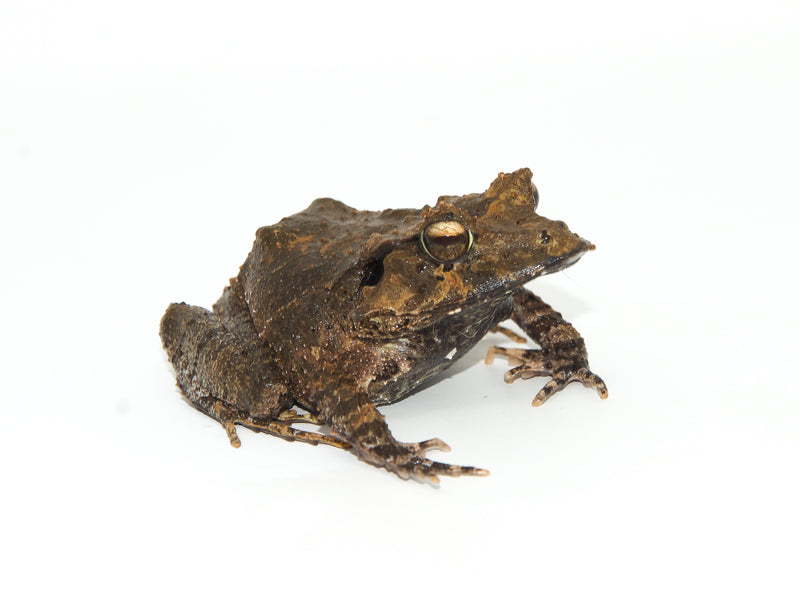 Solomon Island Leaf Frog (Ceratobatrachus guentheri)