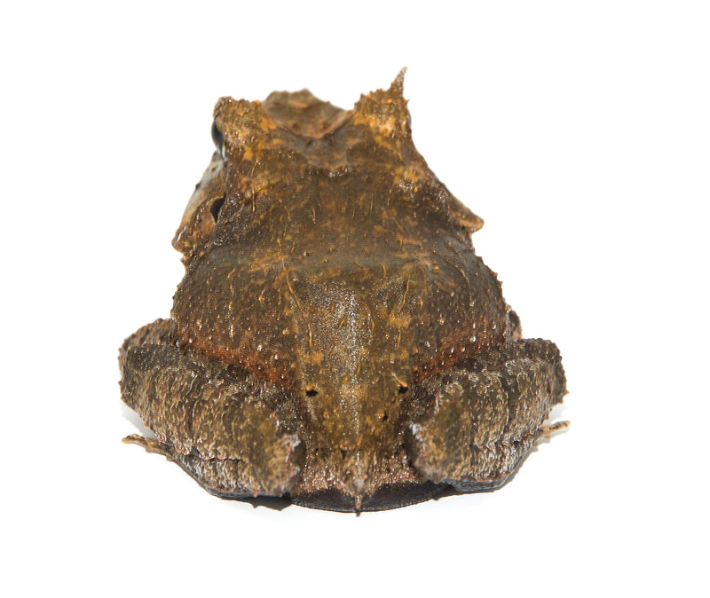 Solomon Island Leaf Frog (Ceratobatrachus guentheri)