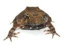 Solomon Island Leaf Frog (Ceratobatrachus guentheri)