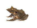 Solomon Island Leaf Frog (Ceratobatrachus guentheri)