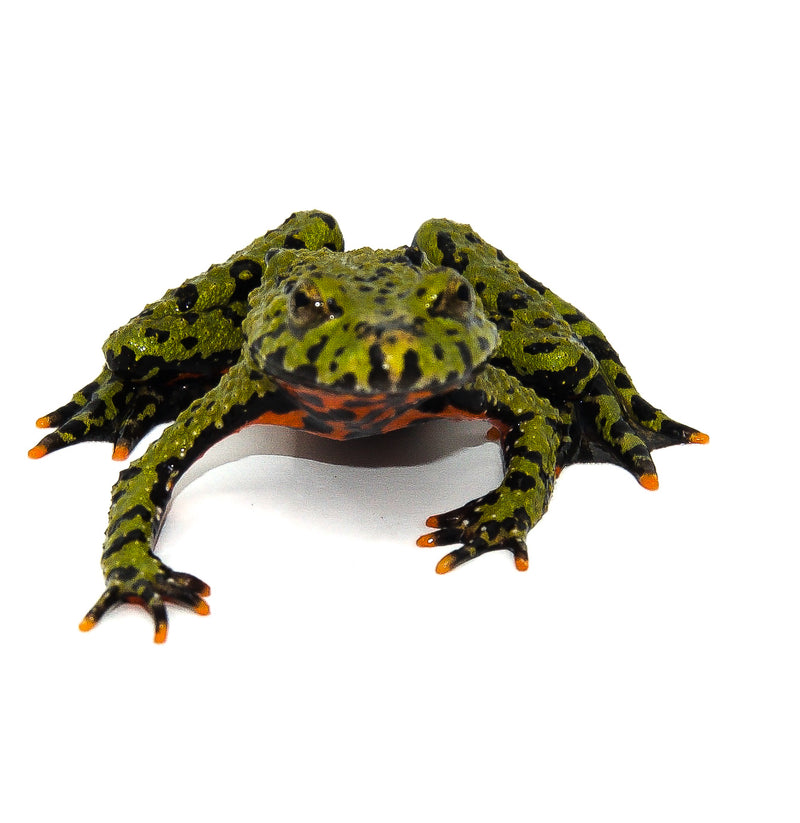 Fire Bellied Toad (Bombina orientalis)