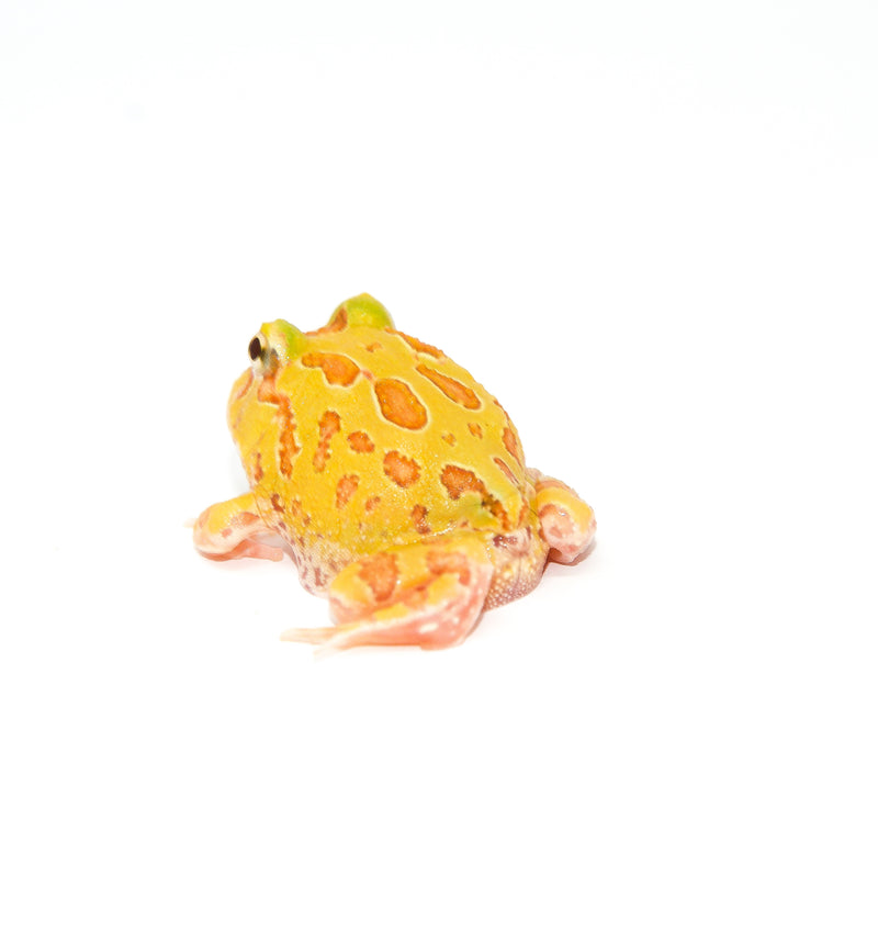 Albino Pacman Frogs