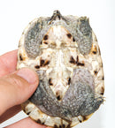 Mexican Giant Musk (Hi White) (Staurotypus triporcatus)