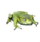 Waxy Monkey Tree Frog (Phylomedusa sauvagii)