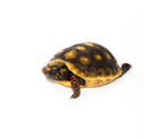 Red Foot Tortoise Baby  (Chelonoidis carbonaria)