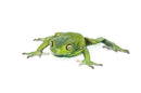 Waxy Monkey Tree Frog (Phylomedusa sauvagii)