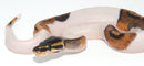 Pied Ball Python (Python regius)