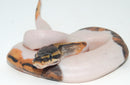 Pied Ball Python (Python regius)