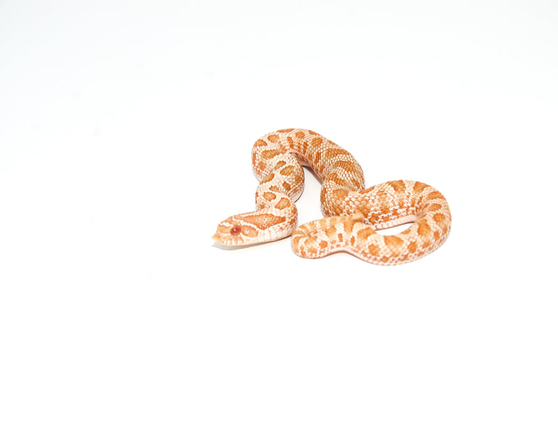 Albino Hognose Snake  (Heterodon nasicus)