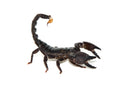 Emperor Scorpion (Pandinus imperator)