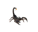 Emperor Scorpion (Pandinus imperator)