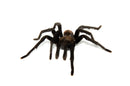 Texas Tan Tarantula (Aphonopelma anax)