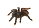 Pink Toe Tarantula  (Avicularia avicularia)
