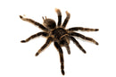 Curly Hair Tarantula (Brachypelma albopilosus)