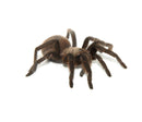 Texas Tan Tarantula (Aphonopelma anax)