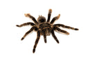 Curly Hair Tarantula (Brachypelma albopilosus)