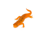 Red Eft (Notophthalmus viridescens)