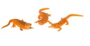 Red Eft (Notophthalmus viridescens)
