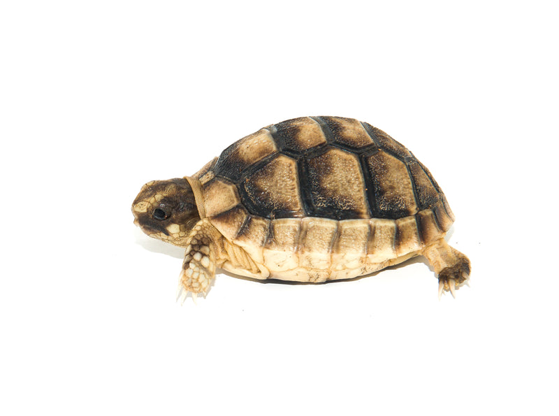 Marginated Tortoise (Testudo marginata)