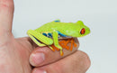 Red Eyed Tree Frog (Agalychnis callidryas)