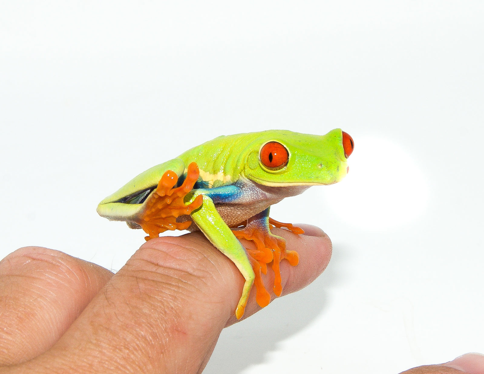 Red Eyed Tree Frogs For Sale American Reptile Distributors