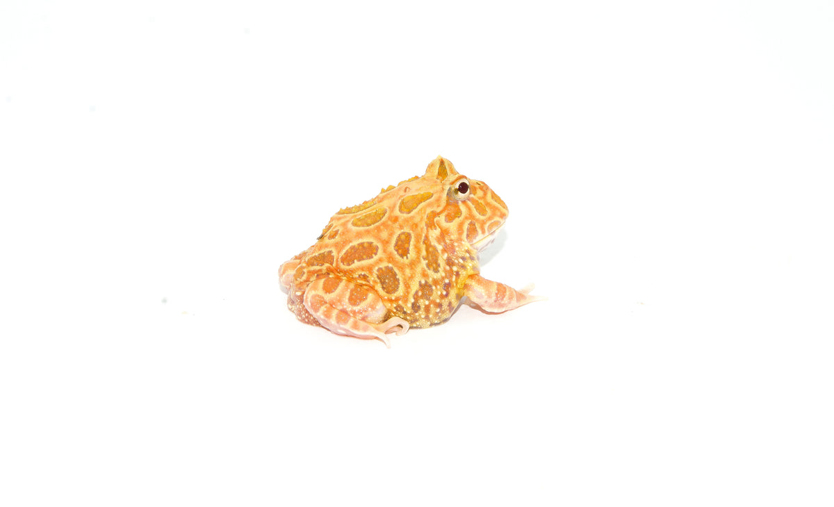 Strawberry Pacman Frogs For Sale | American Reptile Distributors