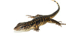 Gold Tegu (Tupinambis teguixin)