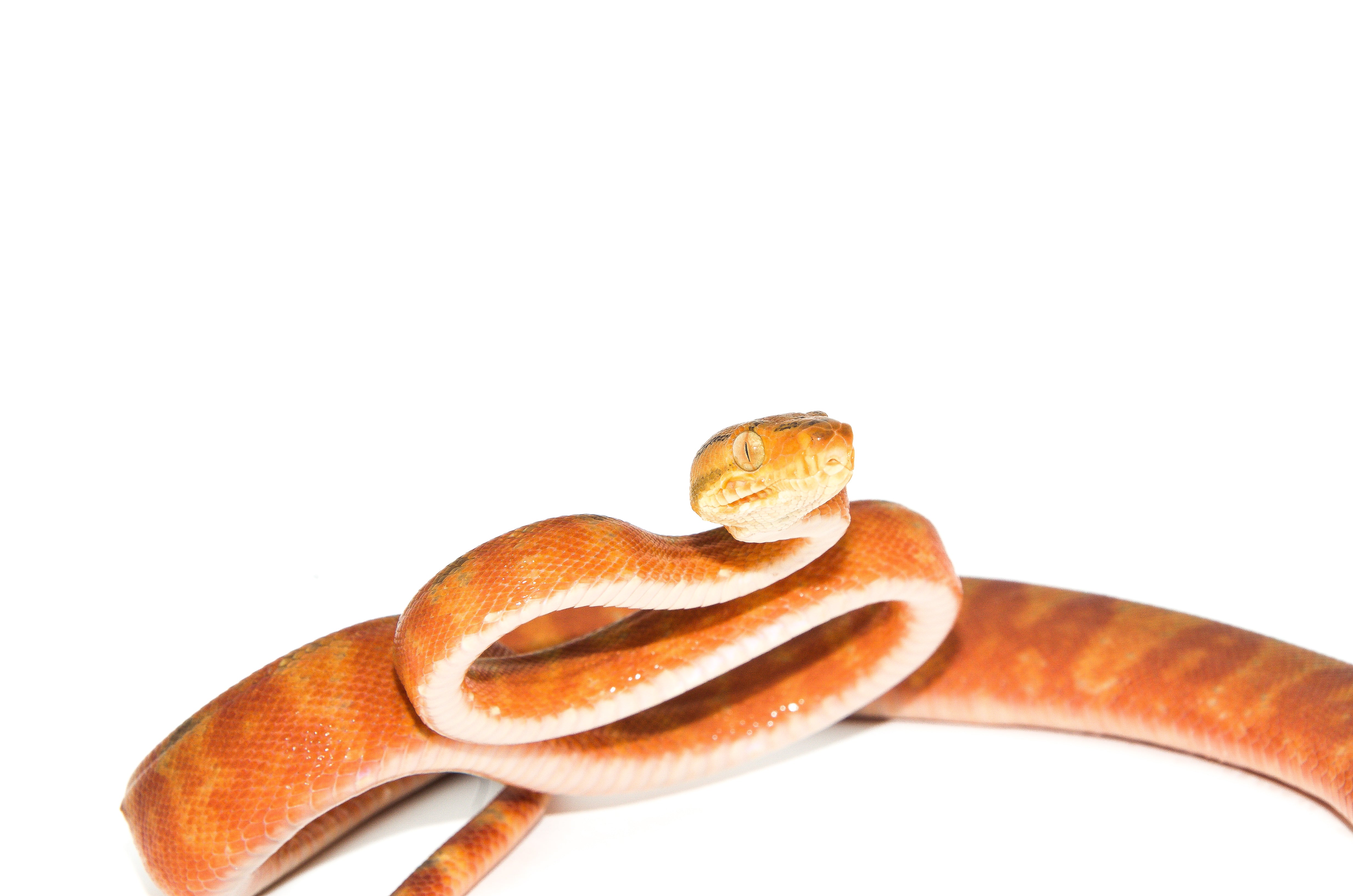 Amazon Tree Boa (Red Color Phase) For Sale | American Reptile Distributors