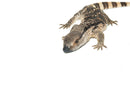 Cape Banded White Throat Monitor (Varanus albigularis)