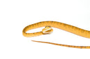 Amazon Tree Boa Yellow Color Phase (Corallus hortulanus)
