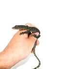 Mangrove Monitor (Varanus indicus)