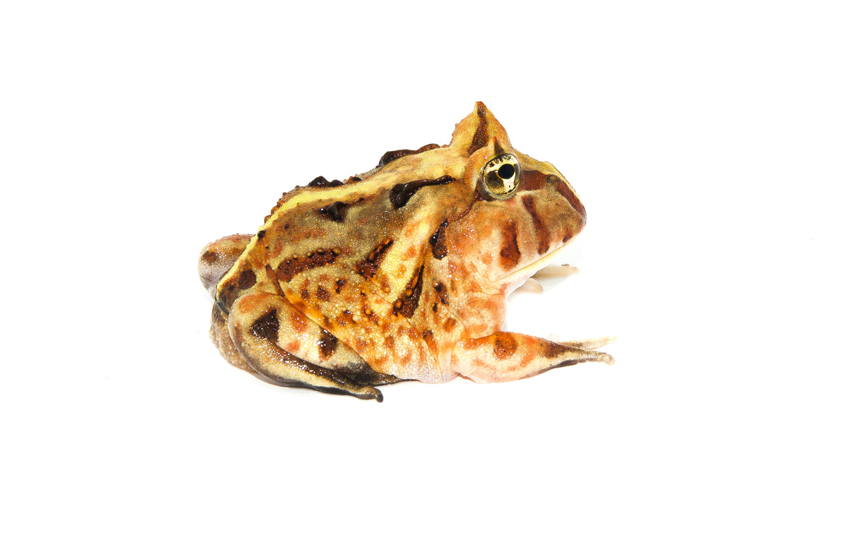 Brazilian Horned Frog Babies For Sale | American Reptile Distributors