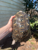 Marginated Tortoise Adult Male 2 (Testudo marginata)