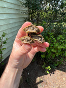 Alabama Map Turtle Baby (Graptemys pulchra)
