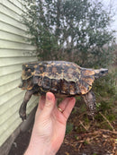 Homes Hinge-back Tortoise Adult Pair 3 (Kinixys homeana)