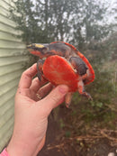 Pink Bellied Sideneck Turtle Adults (Emydura subglobosa)