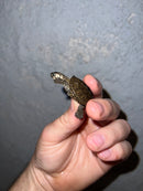 Concentric Diamondback Terrapin 2022 (Malaclemys terrapin)