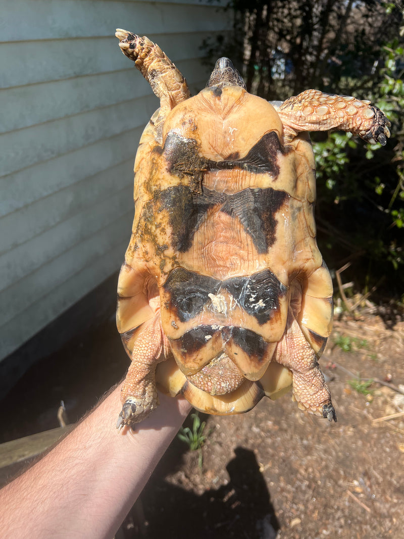 Marginated Tortoise Adult Male 1 (Testudo marginata)