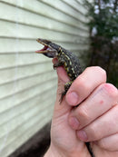 Drakensburg Crag Lizard Pair (Pseudocordylus subviridis)