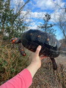 Red Foot Tortoise  Adult Female 1 (Chelonoidis carbonaria)