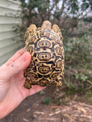 South African Giant  Leopard Tortoise Female