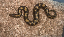Kenyan Sand Boa (Gongylophis colubrinus)