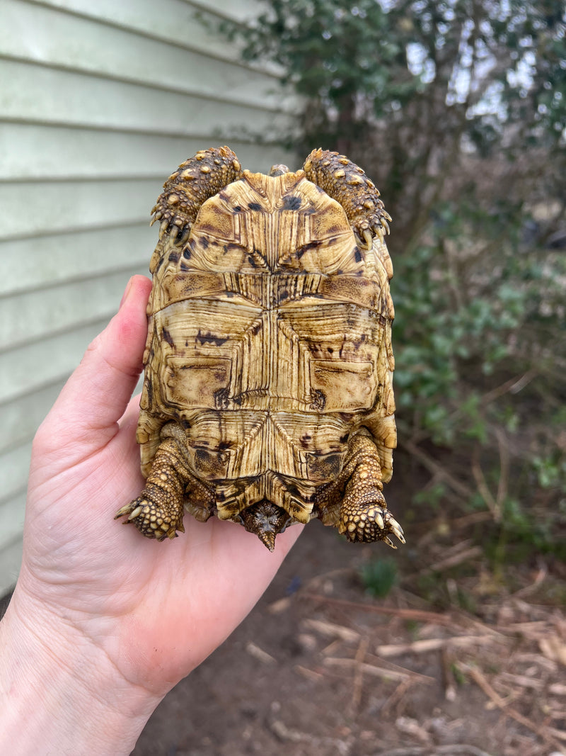 South African Giant  Leopard Tortoise Female