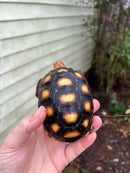 Brazilian Cherryhead Tortoise 2021