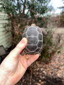 Aldabra Tortoise