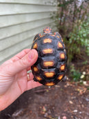 Brazilian Cherryhead Tortoise 2021