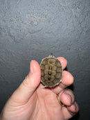 Concentric Diamondback Terrapin 2022 (Malaclemys terrapin)