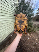 Red Foot Tortoise Adult Female 3 (Chelonoidis carbonaria)