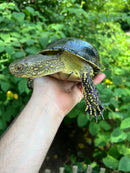 Hi  Yellow Adult European Pond Turtle Pair 2 (Emys orbicularis)