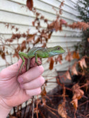 Water Dragon Baby (Physignathus cocincinus)